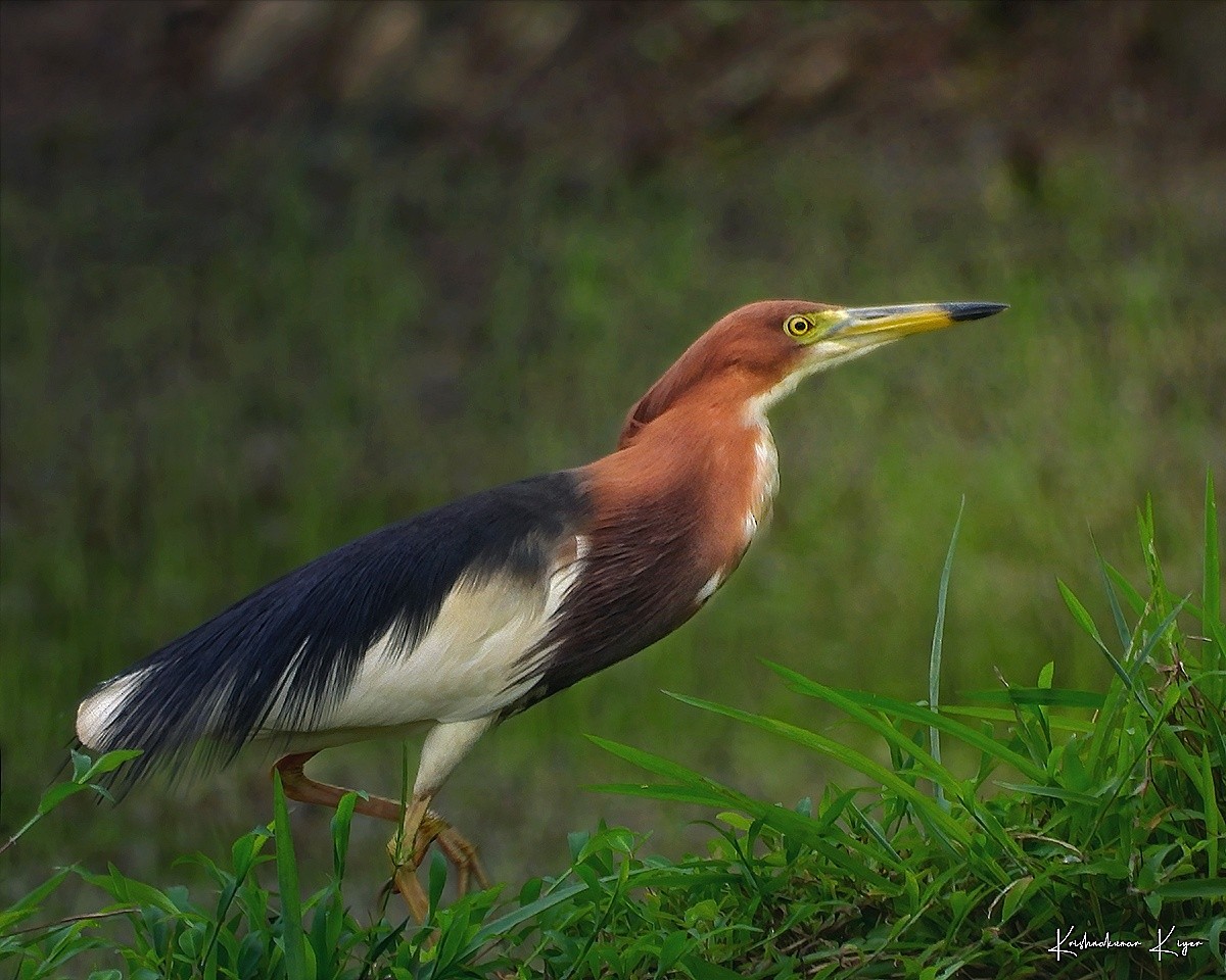 Chinese Pond-Heron - ML464436051
