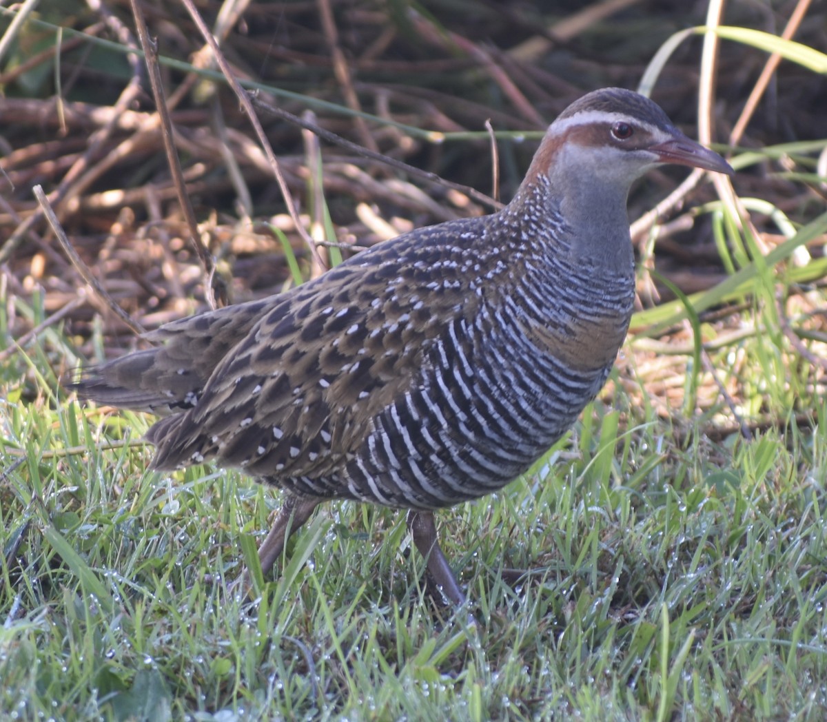 Buff-banded Rail - ML464436161