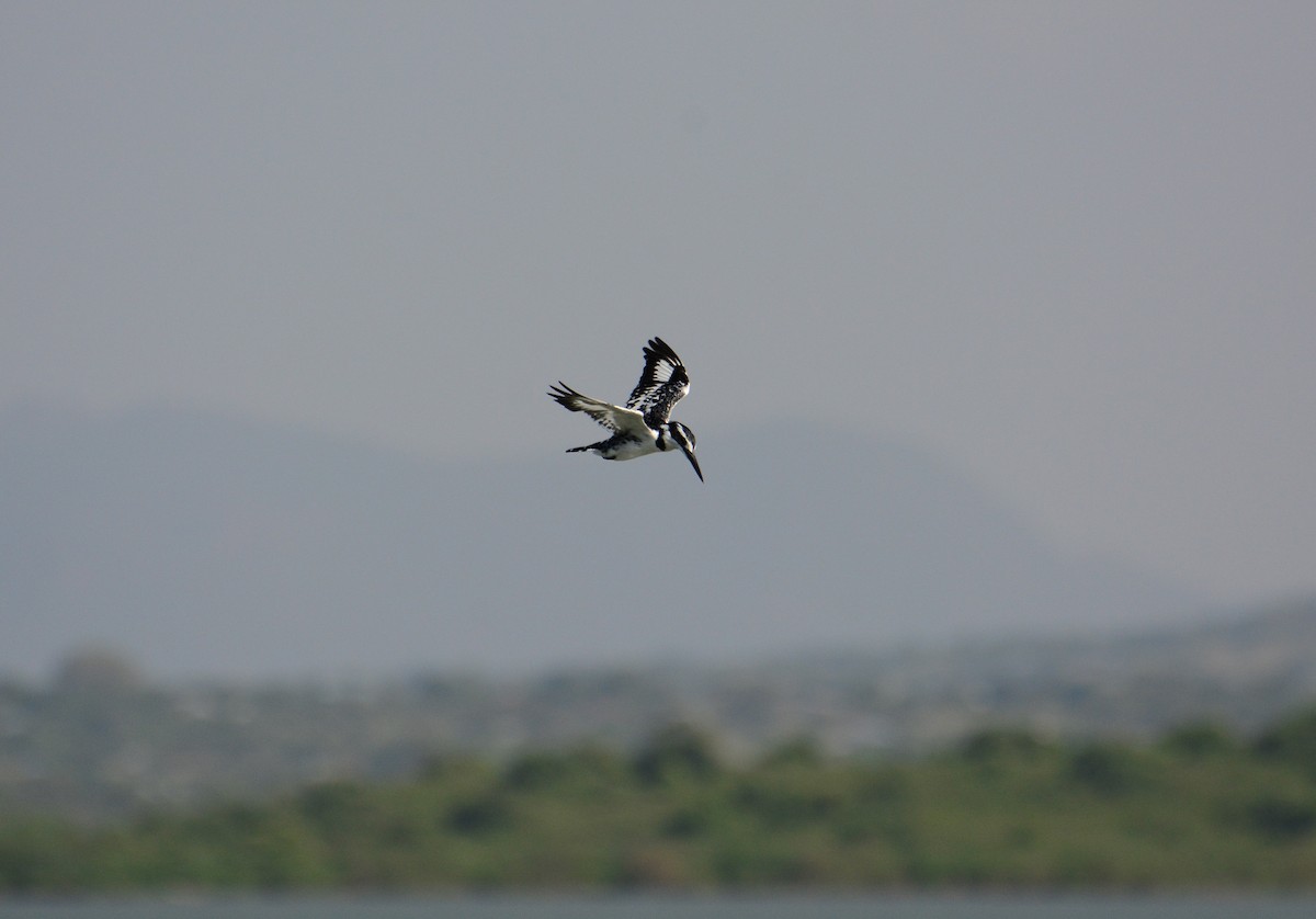 Pied Kingfisher - ML46443871