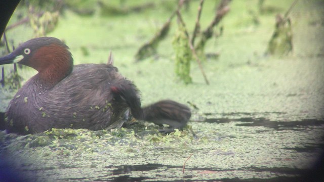 カイツブリ（ruficollis グループ） - ML464439781