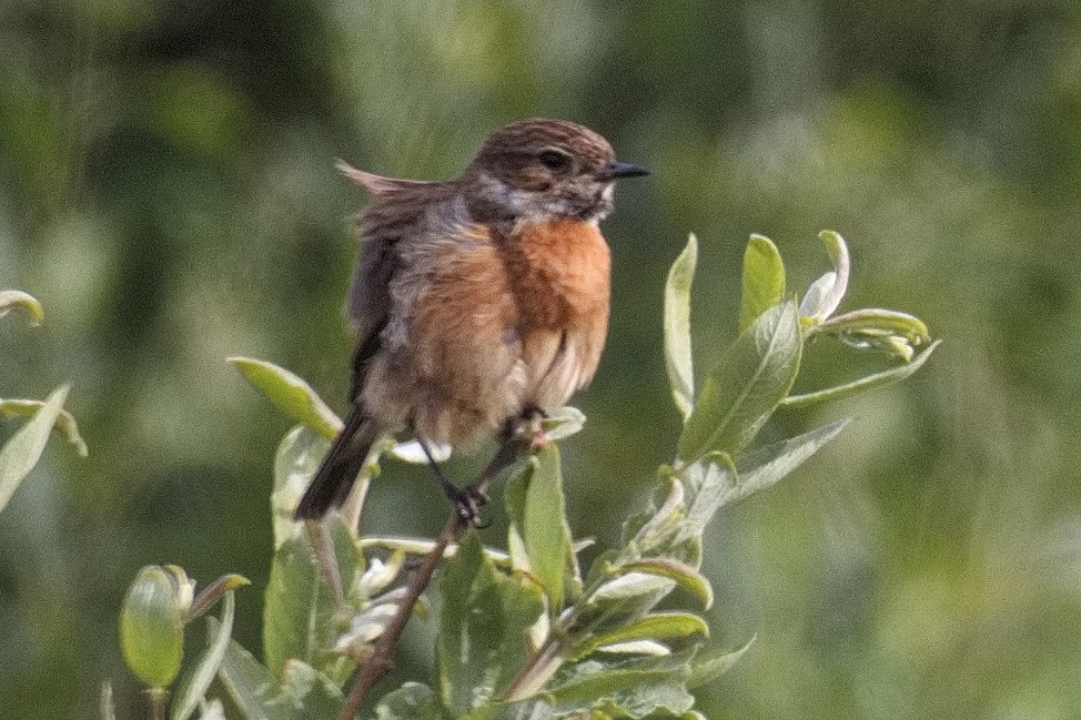 European Stonechat - Bruce Kerr