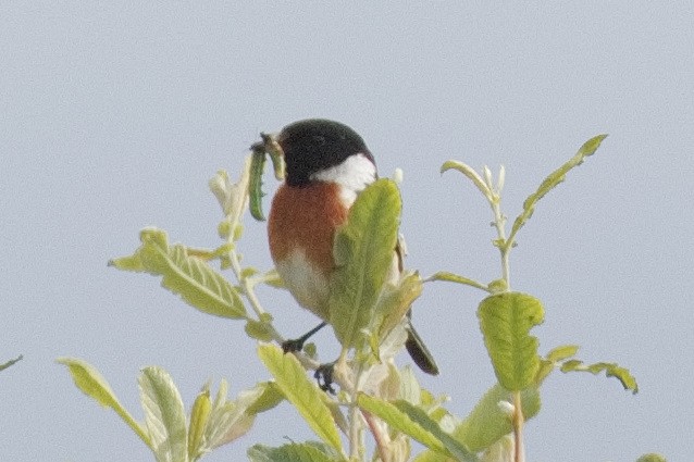 European Stonechat - ML464440081