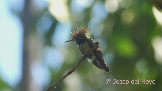 Rufous-crested Coquette - ML464440331