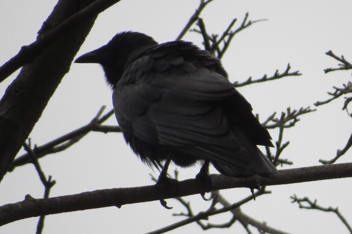 Fish Crow - ML464441541