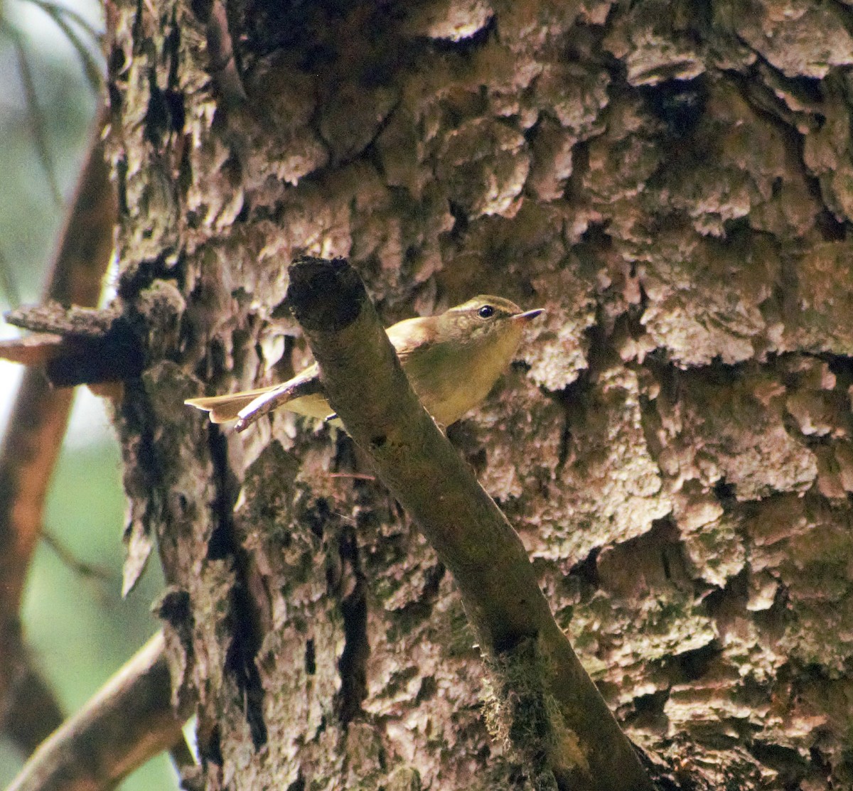 Large-billed Leaf Warbler - Mohammad Arif khan