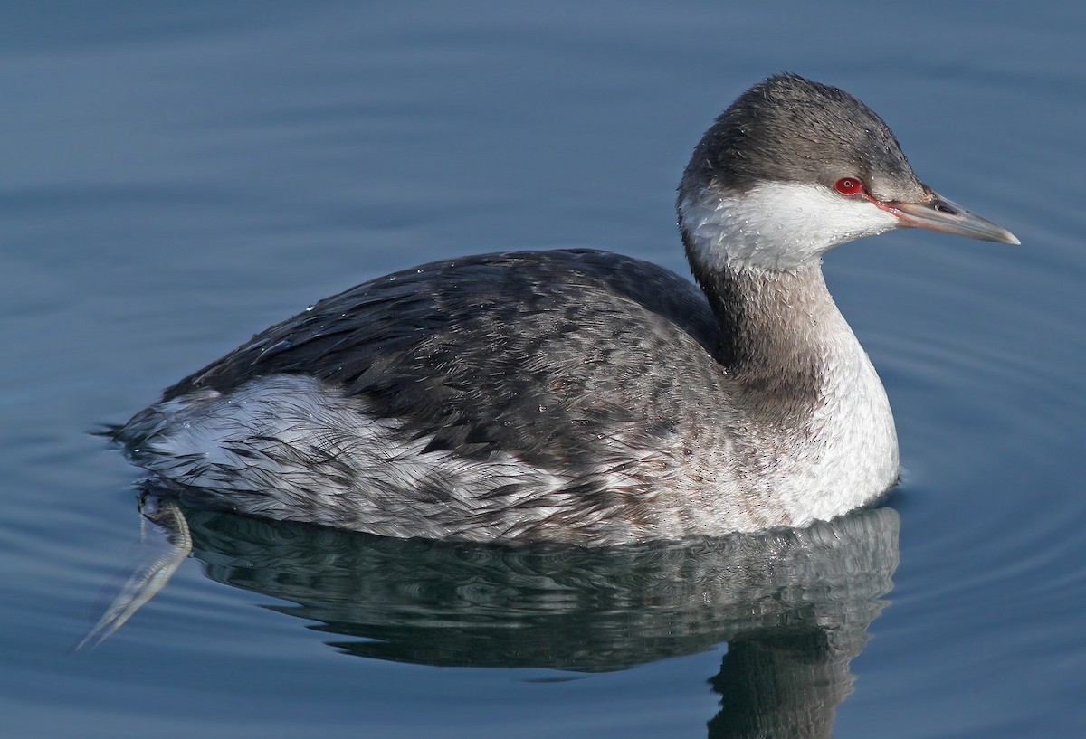 Horned Grebe - ML46444241