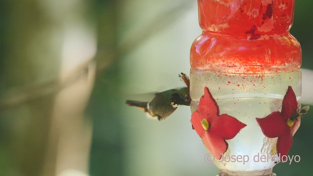 Rufous-crested Coquette - ML464443021