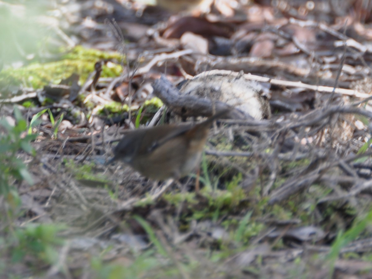 White-browed Scrubwren - ML464443041