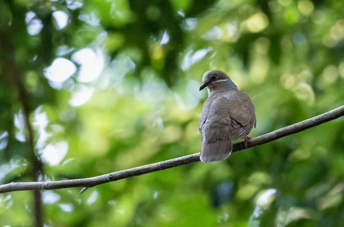 White-eared Brown-Dove (White-eared) - ML464443181