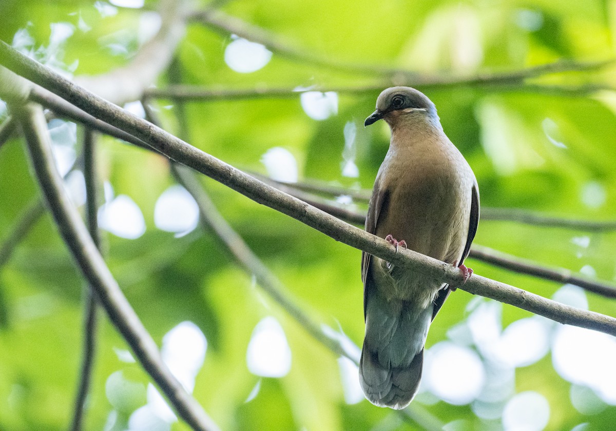 White-eared Brown-Dove (White-eared) - ML464443221