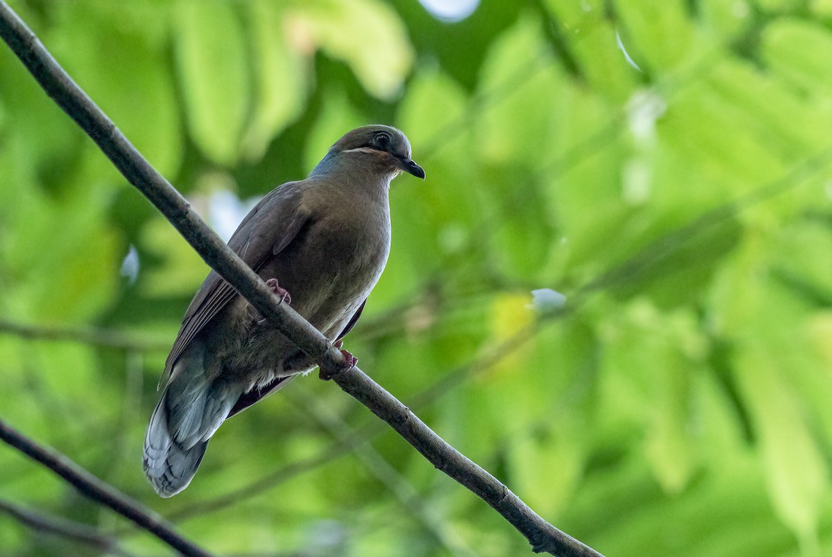 White-eared Brown-Dove (White-eared) - ML464443241