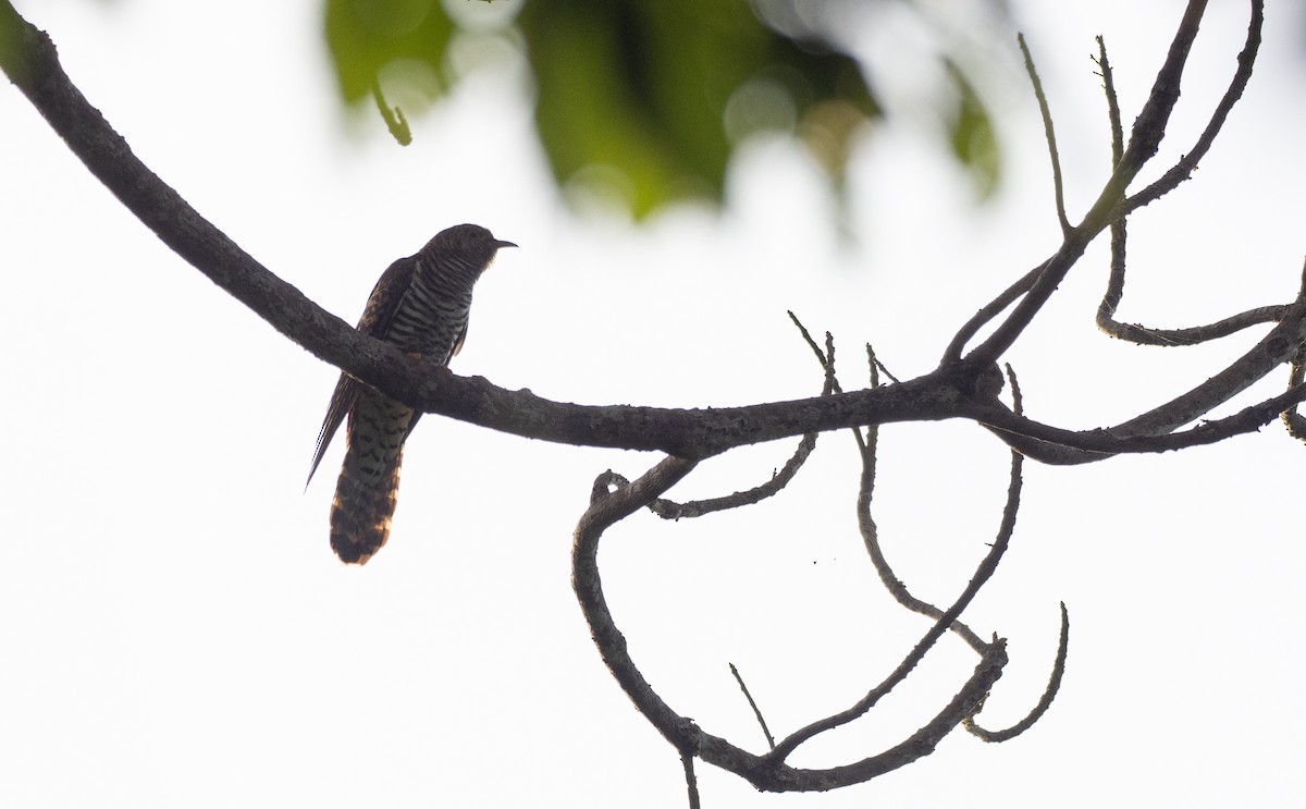 Himalayan/Oriental Cuckoo - Forest Botial-Jarvis