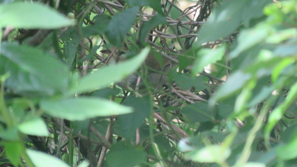 Brownish-flanked Bush Warbler (Taiwan) - ML464443711