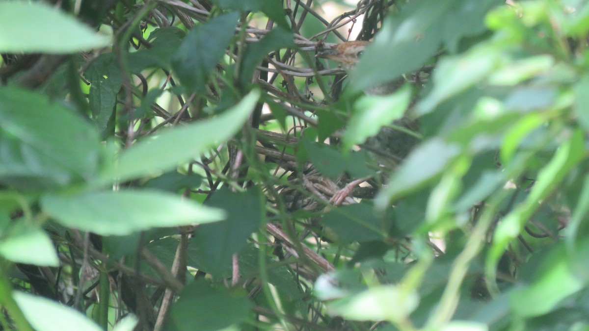 Brownish-flanked Bush Warbler (Taiwan) - ML464443721