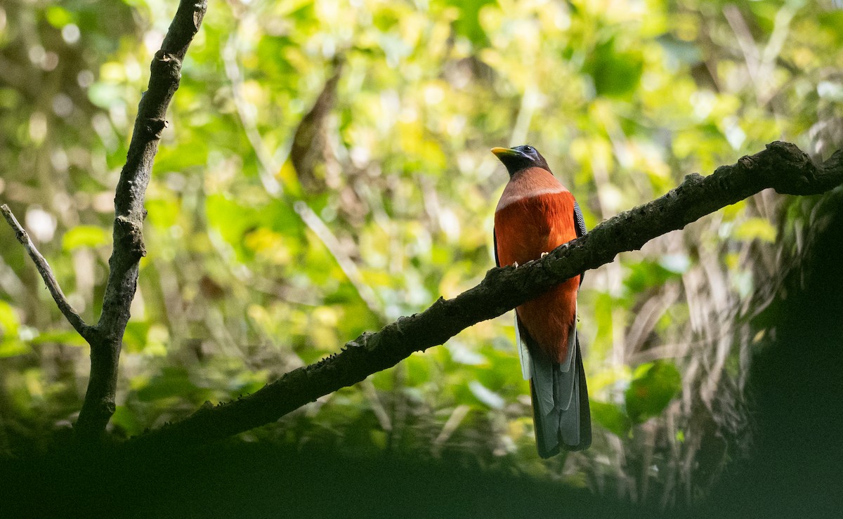 Philippine Trogon - ML464445521