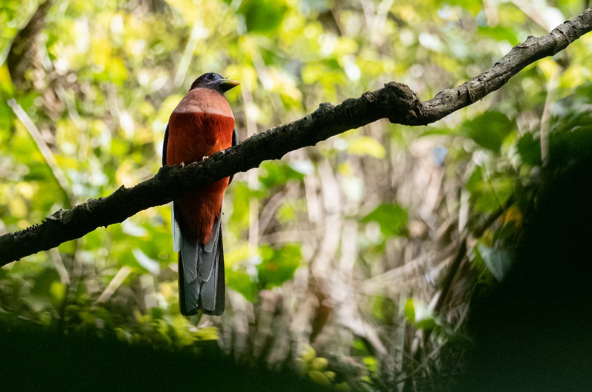 Philippine Trogon - ML464445531