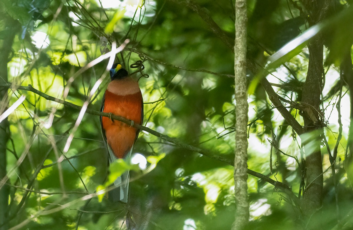 Philippine Trogon - Forest Botial-Jarvis