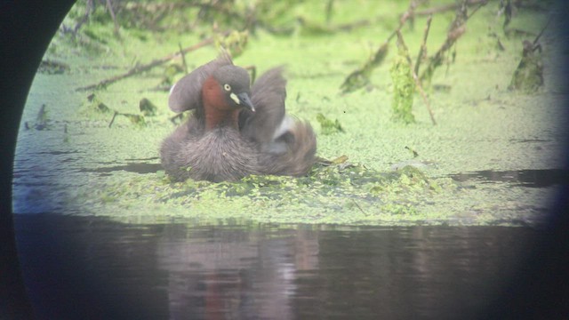 カイツブリ（ruficollis グループ） - ML464445571