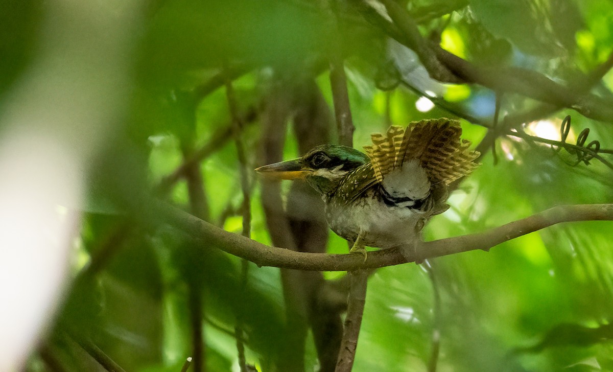 Spotted Kingfisher - ML464445781