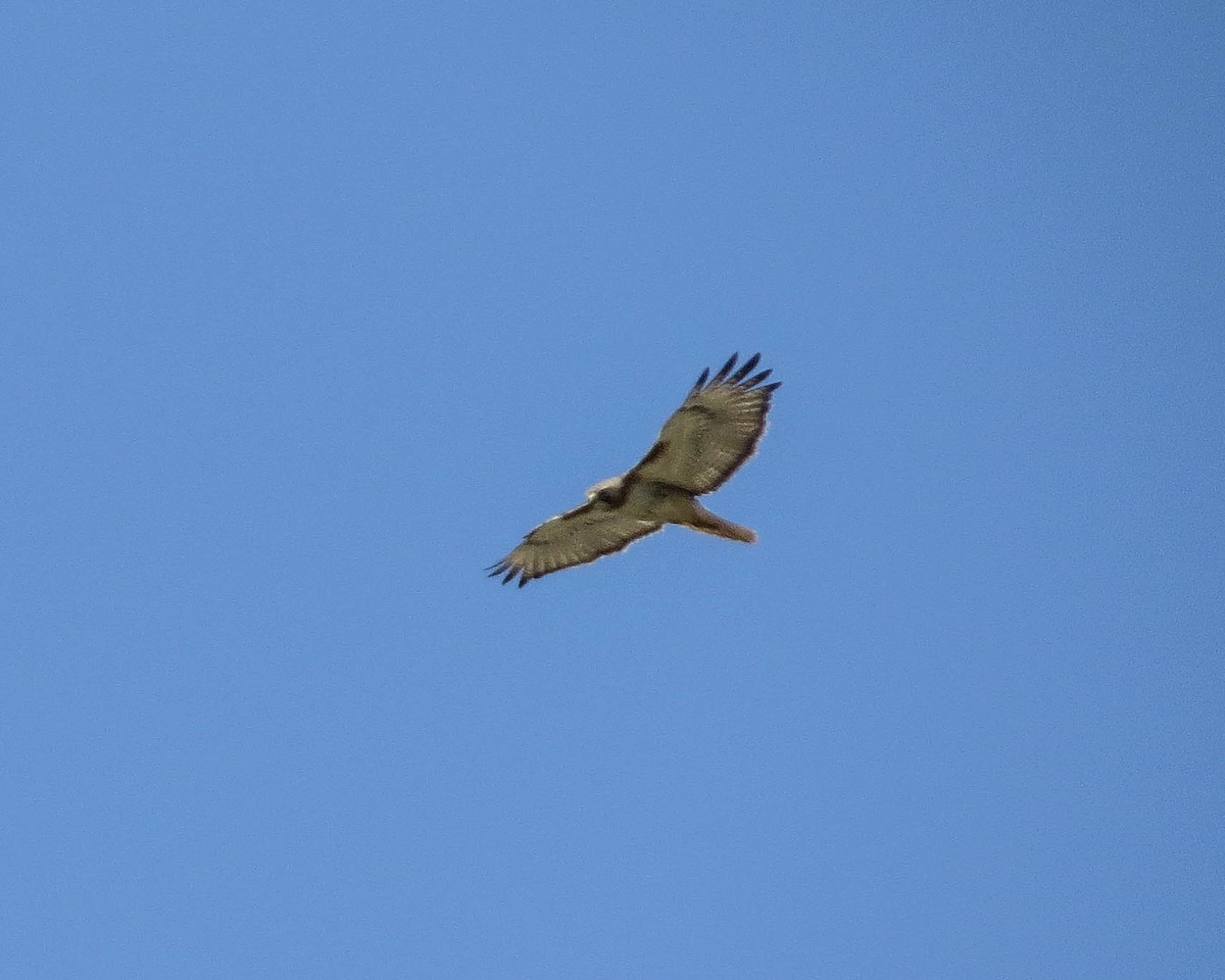 Red-tailed Hawk - ML464445901