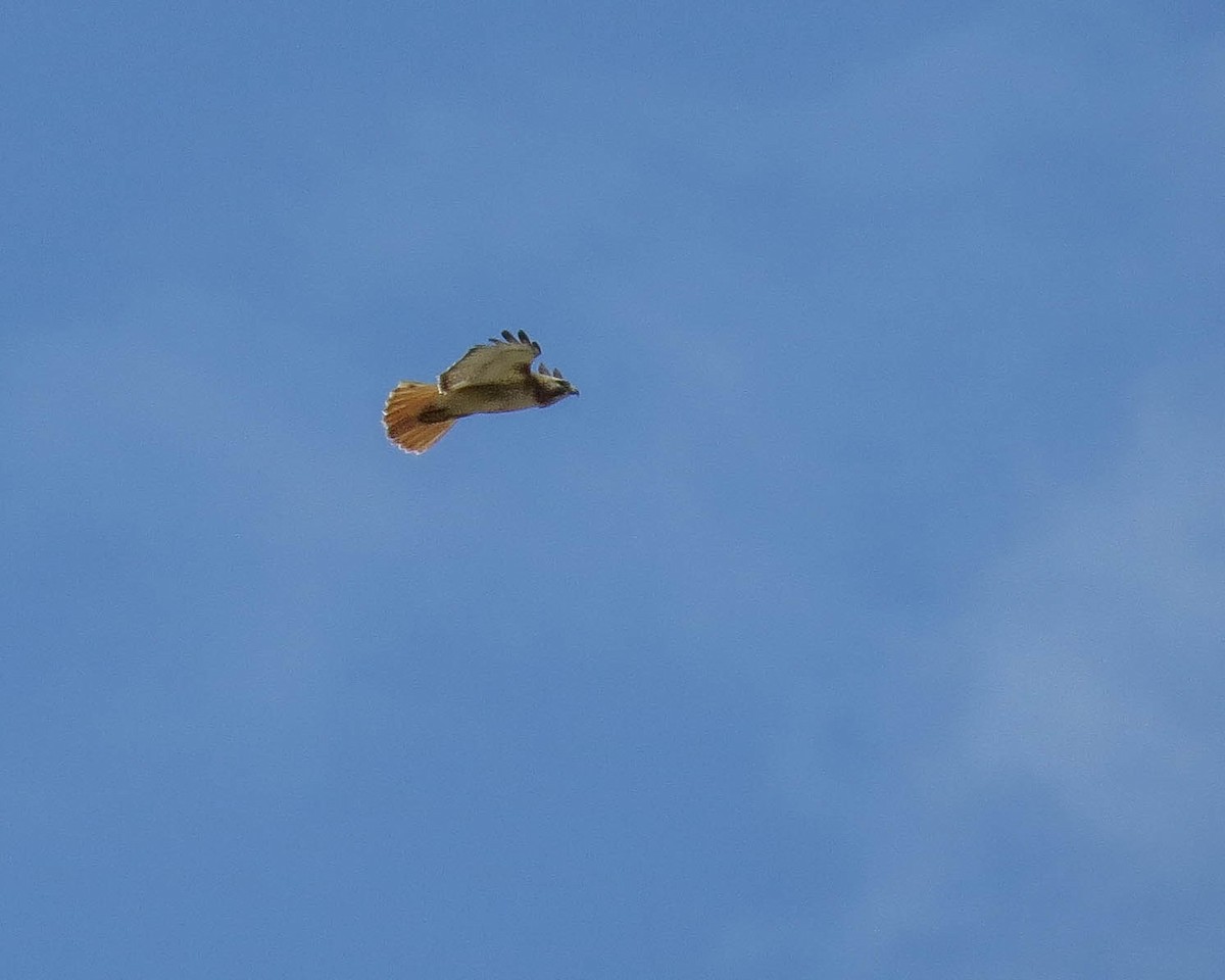 Red-tailed Hawk - ML464445911