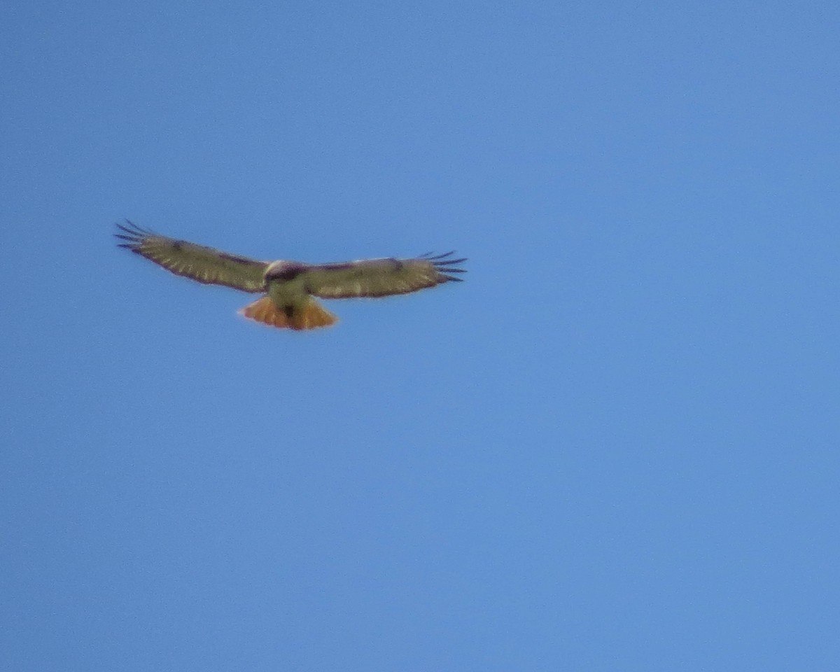 Red-tailed Hawk - ML464445921