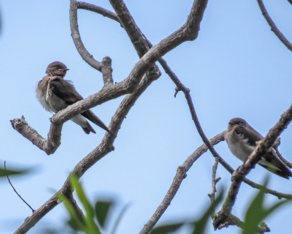 Northern Rough-winged Swallow - ML464446031