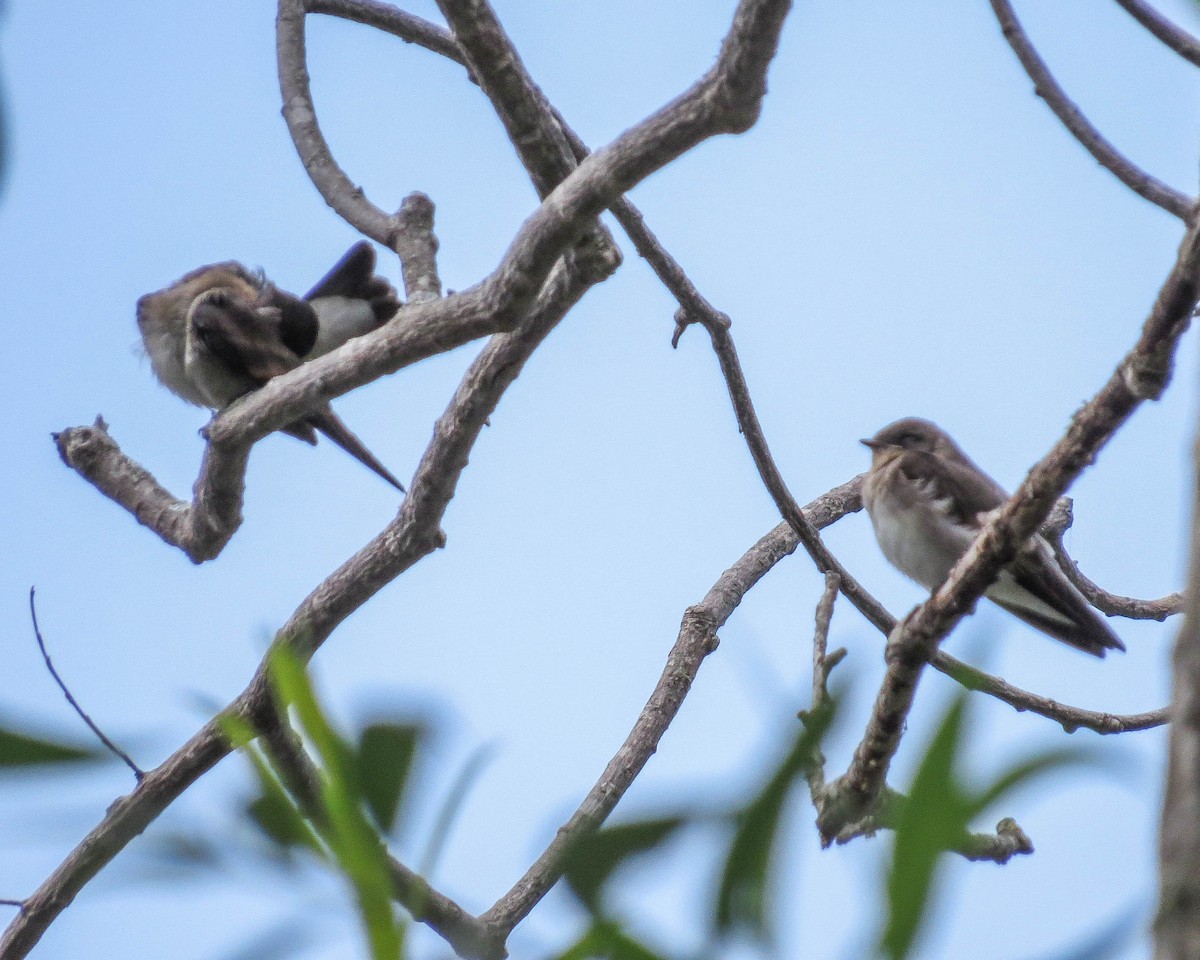 Northern Rough-winged Swallow - ML464446041