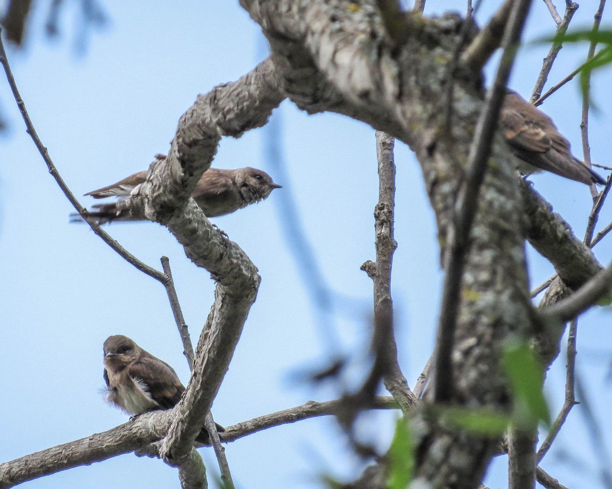 Northern Rough-winged Swallow - ML464446051