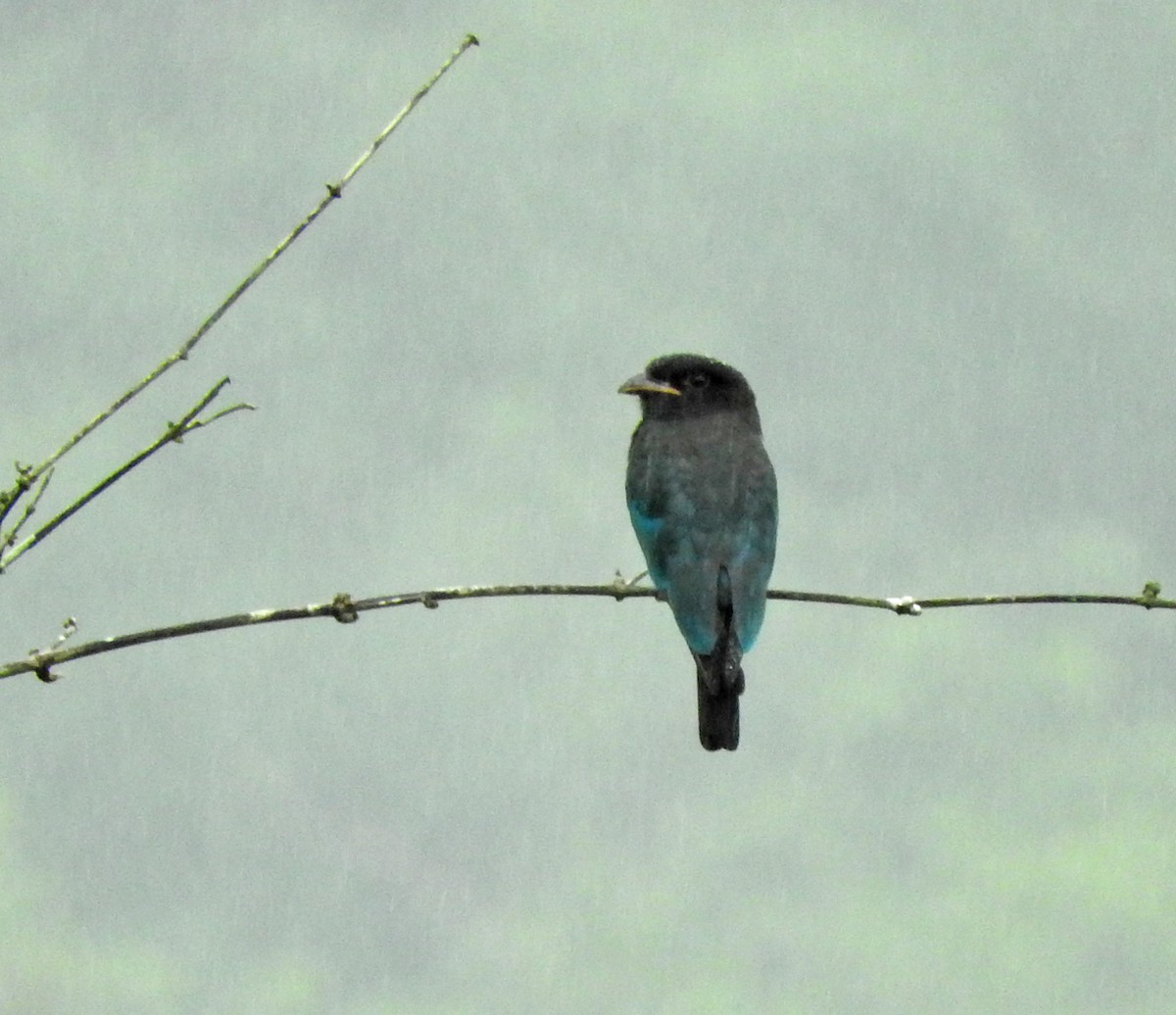 Dollarbird - Kausthubh K Nair