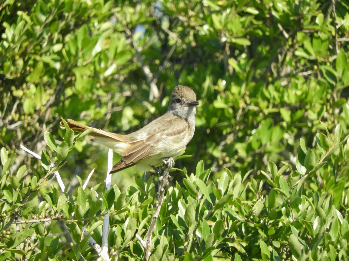 Great Crested Flycatcher - ML464446461