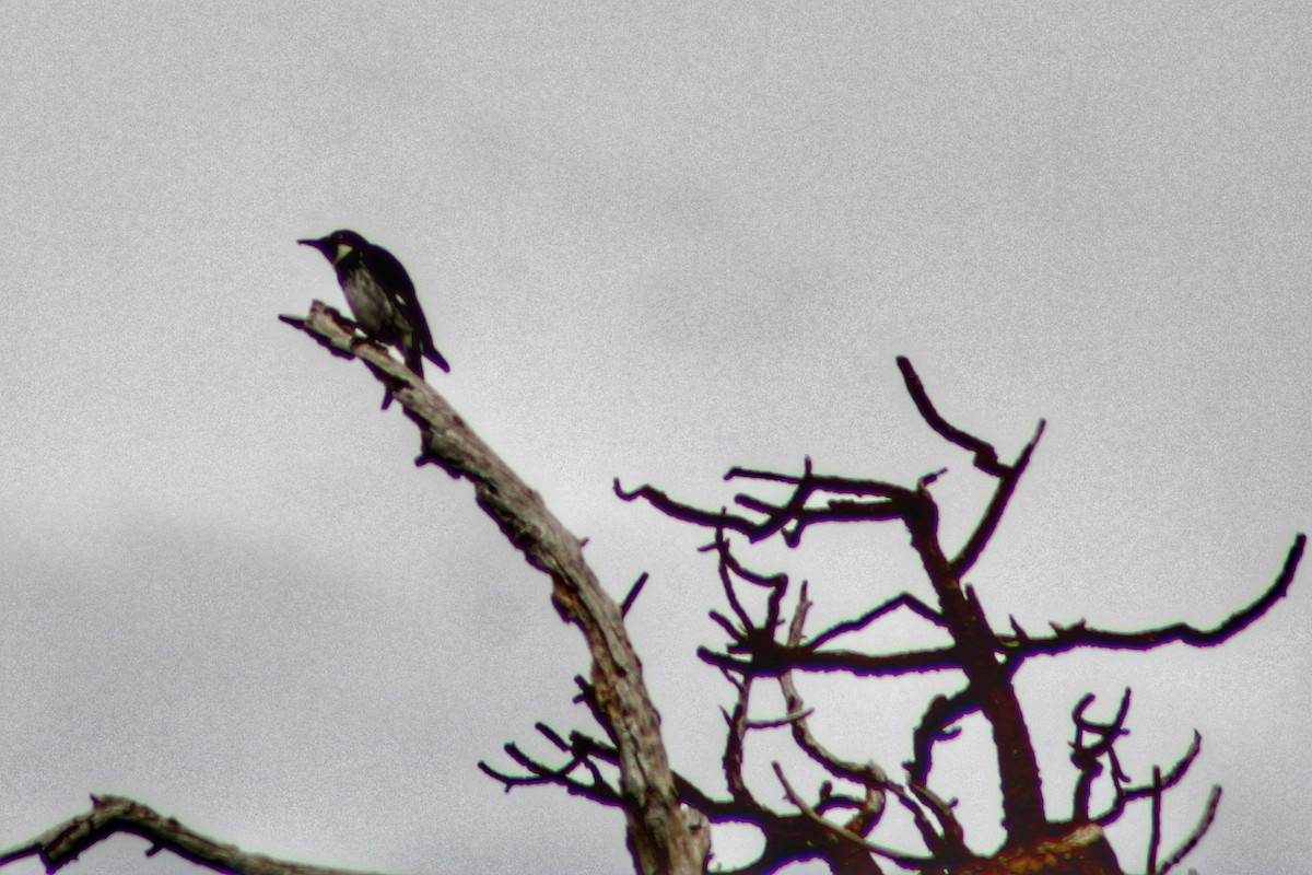 Acorn Woodpecker - ML464446541