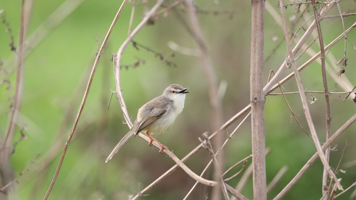 Plain Prinia - ML464447281