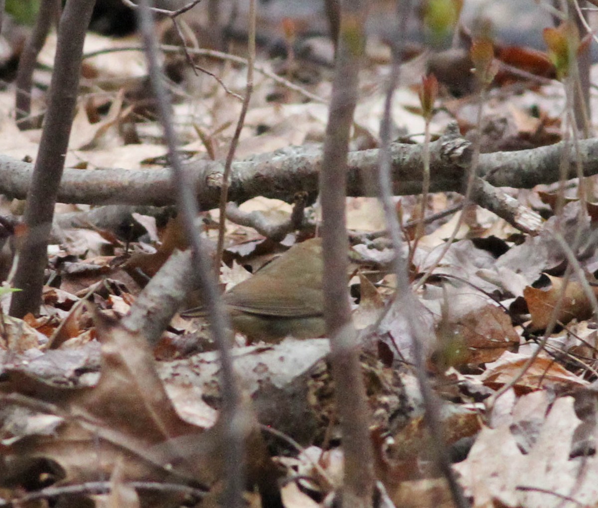 Swainson's Warbler - ML464448171