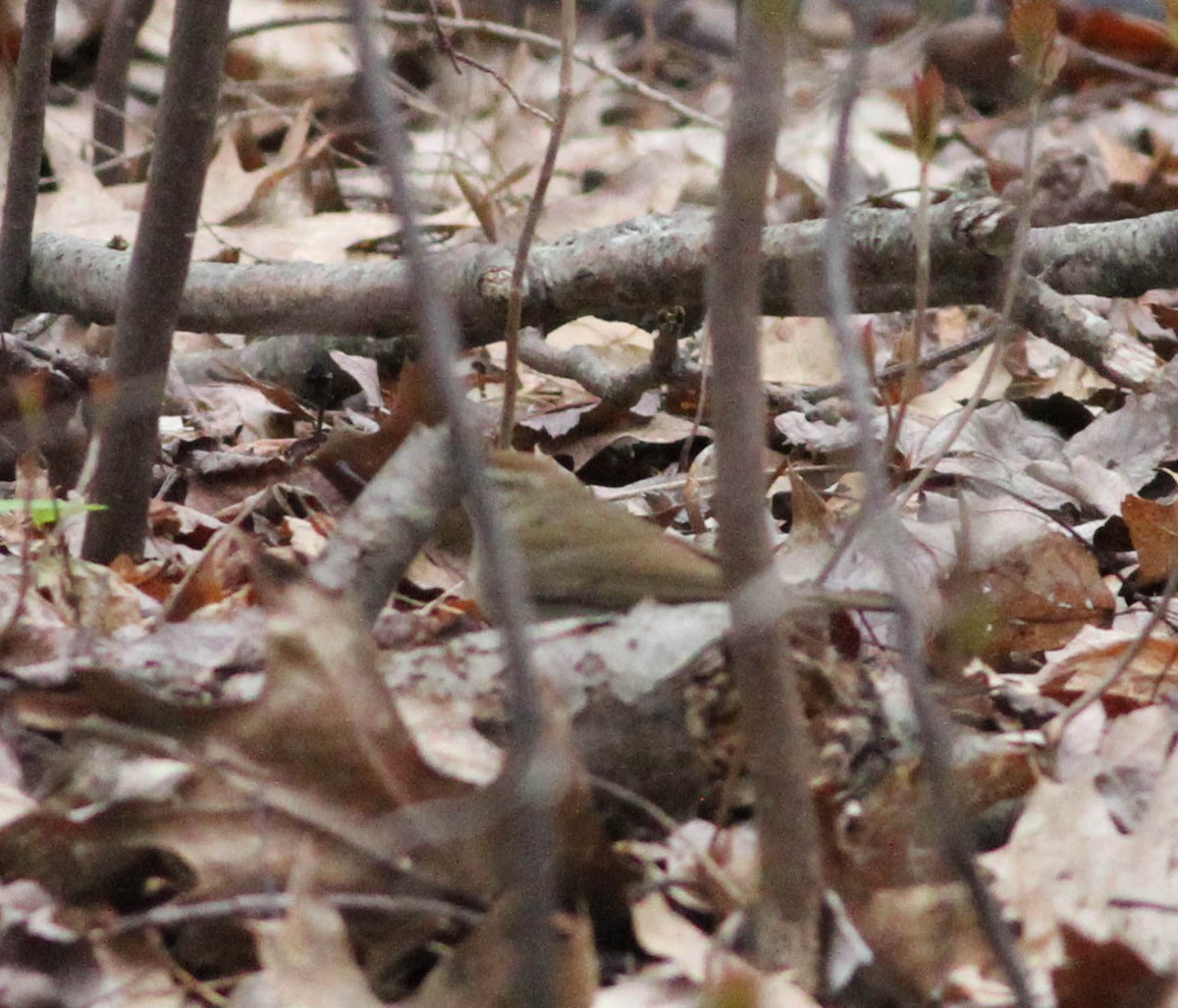 Swainson's Warbler - ML464448181