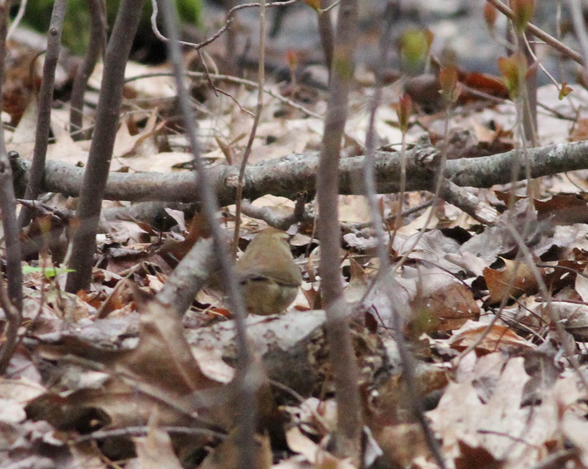 Swainson's Warbler - ML464448191