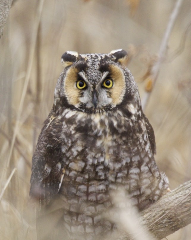 Long-eared Owl - Don Martin