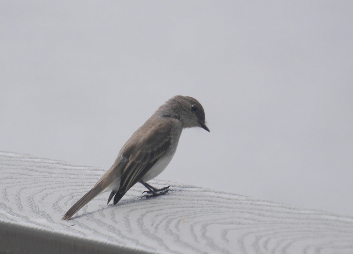 Eastern Phoebe - ML464449901