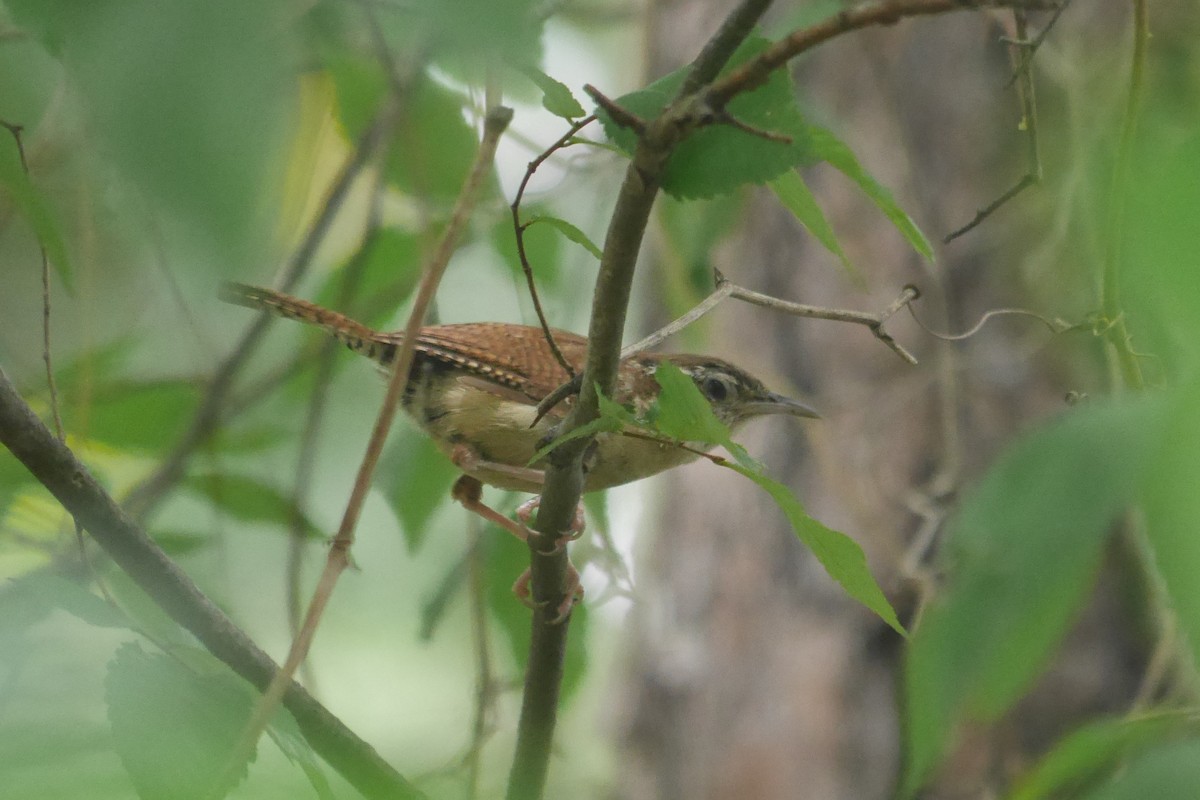 Carolina Wren - ML464450121