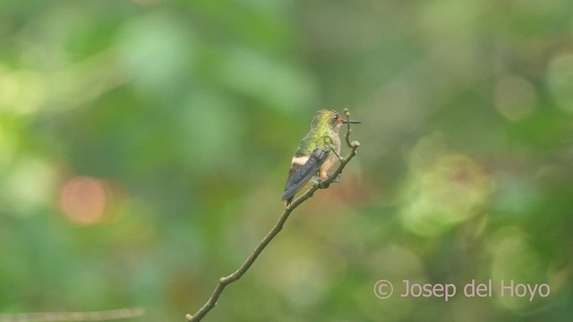 Rufous-crested Coquette - ML464451121