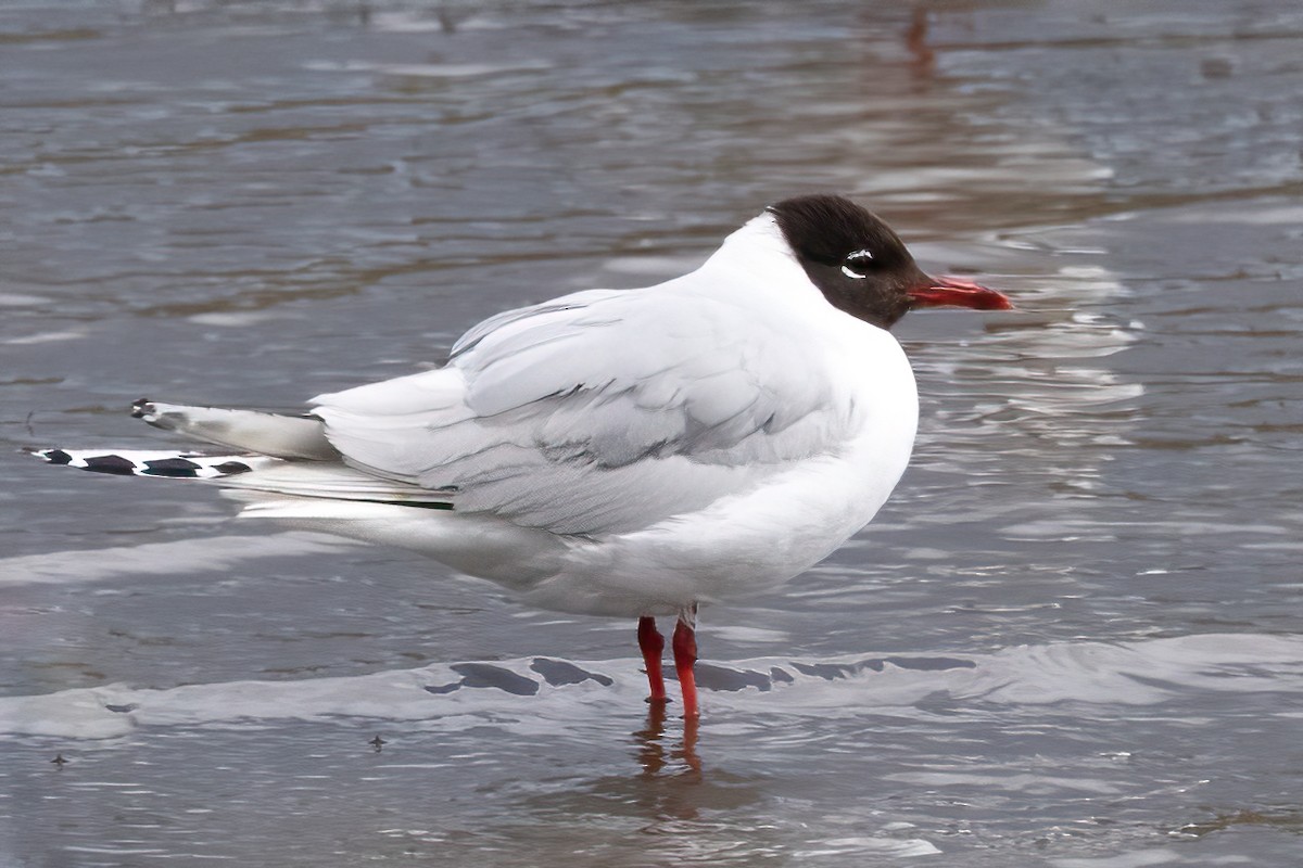 Black-headed x Mediterranean Gull (hybrid) - Aimar Hernández Merino