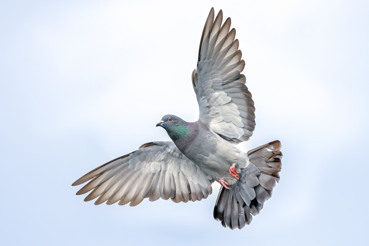 Rock Pigeon (Feral Pigeon) - ML464452661