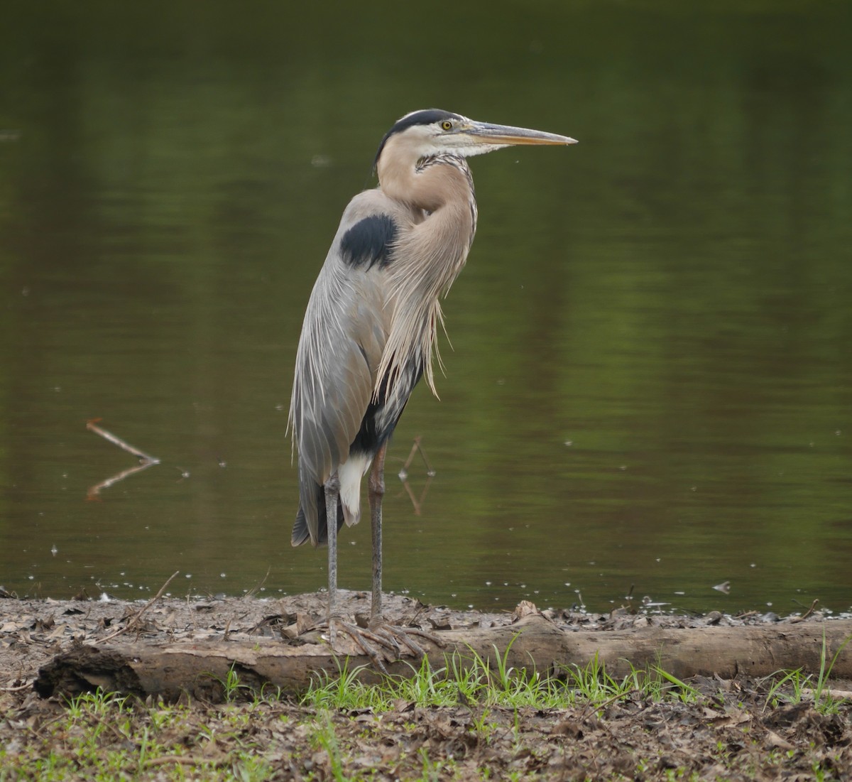 Great Blue Heron - ML464452681