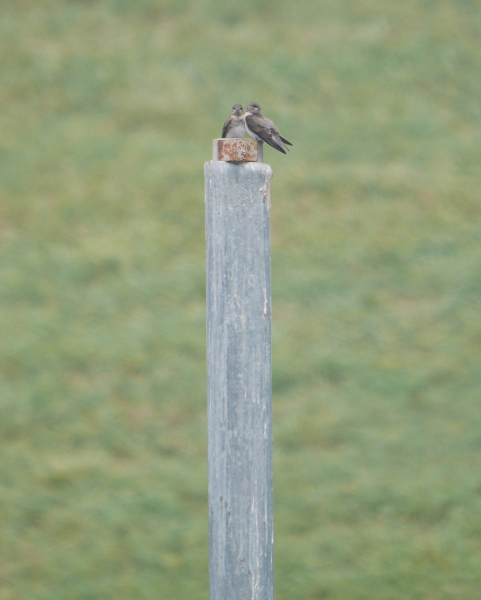 Northern Rough-winged Swallow - ML464452791