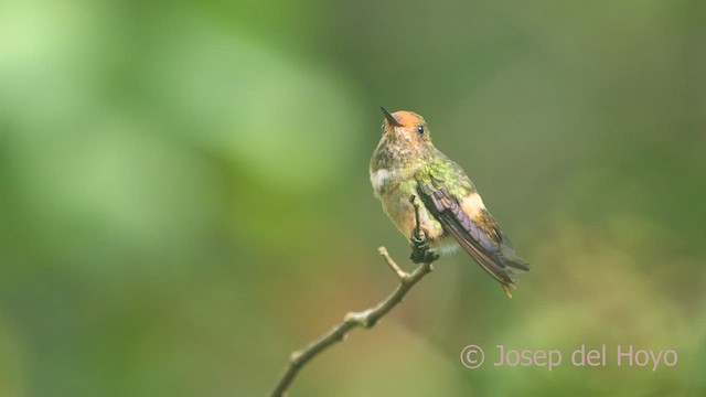 Rufous-crested Coquette - ML464452981