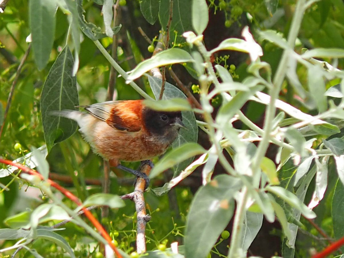 Pájaro Moscón Cabecinegro - ML464453051