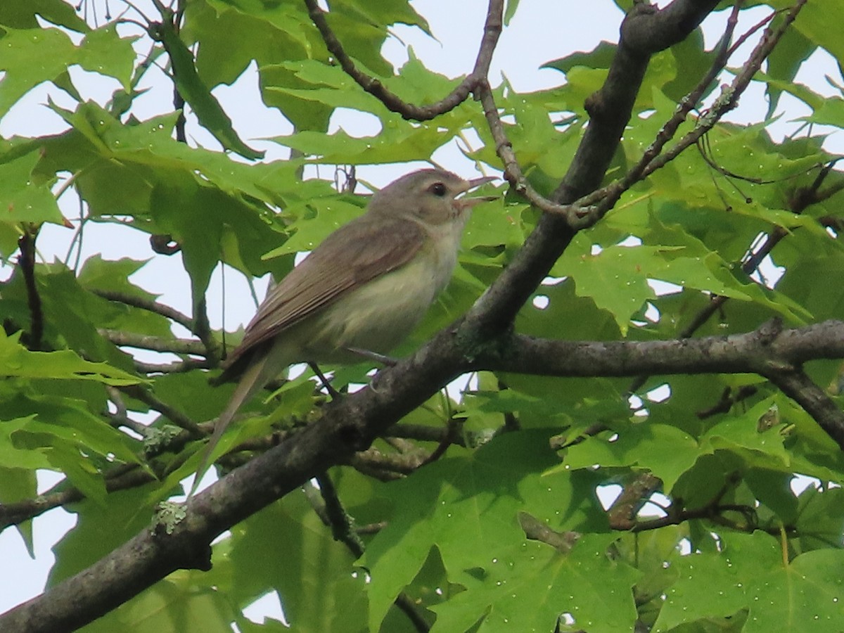 Warbling Vireo - ML464453171