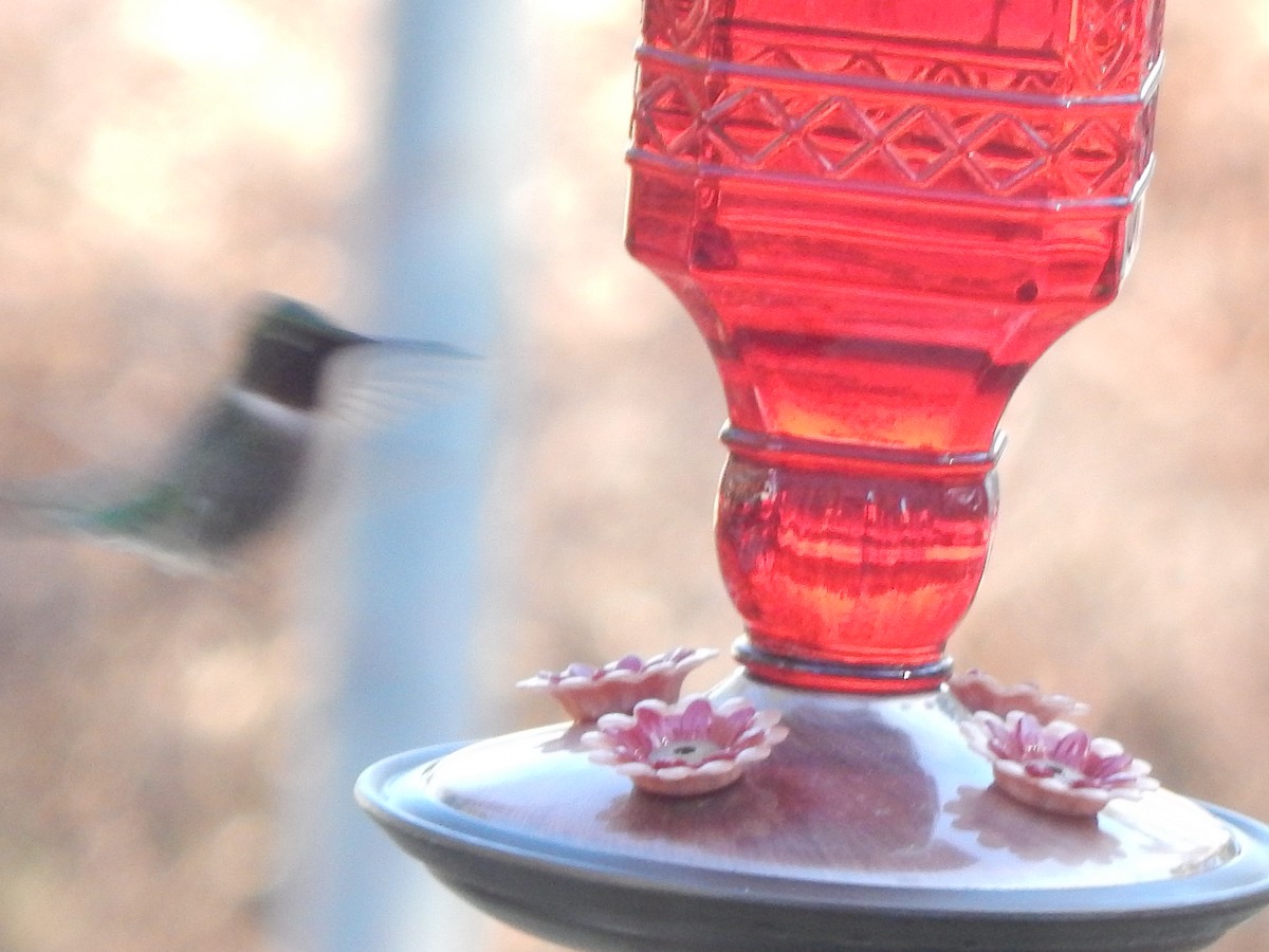 Ruby-throated Hummingbird - Club ornithologique des Hautes-Laurentides