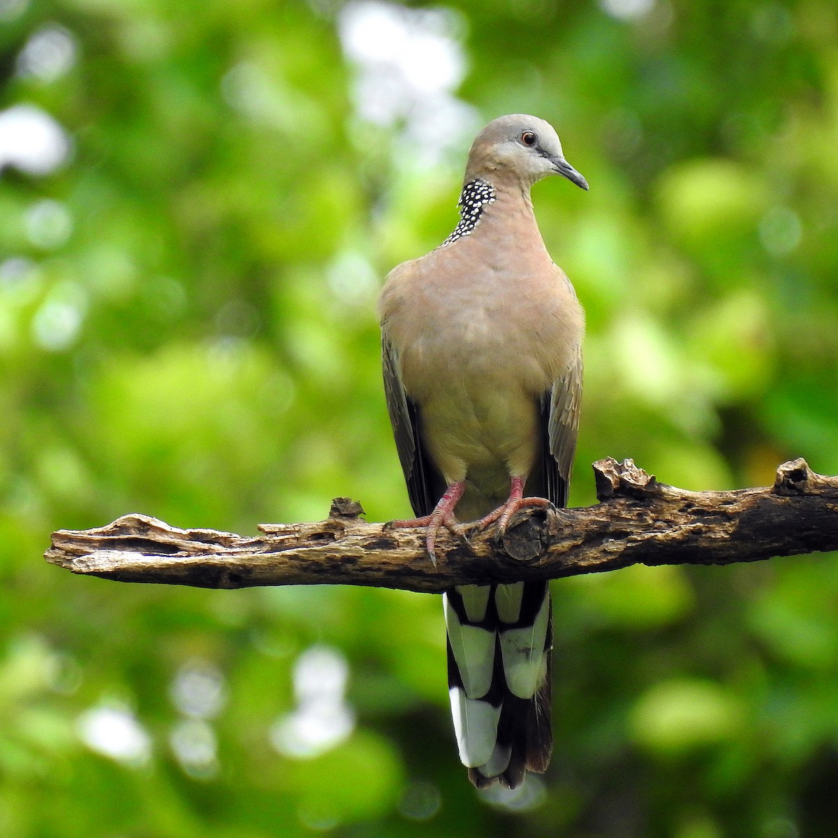 Spotted Dove - ML464453931