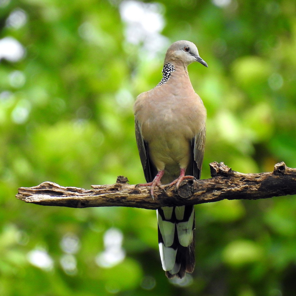 珠頸斑鳩 - ML464453931